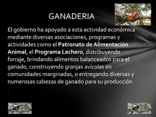El gobierno ha apoyado a esta actividad económica mediante diversas asociaciones, programas y actividades como el  Patronato de Alimentación Animal , el  Programa Lechero , distribuyendo forraje, brindando alimentos balanceados para el ganado, construyendo granjas avícolas en comunidades marginadas, o entregando diversas y numerosas cabezas de ganado para su producción . GANADERIA 