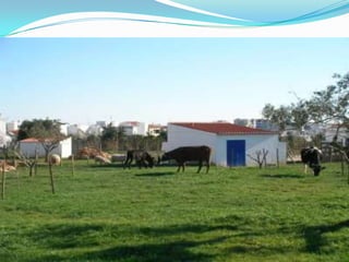 Quinta pedagógica de portimão