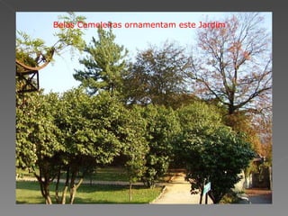 Belas Cameleiras ornamentam este Jardim 