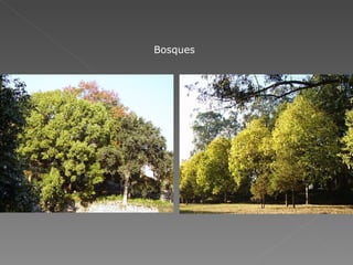 Bosques 