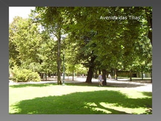 Avenida das Tílias 