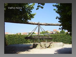 Velha Nora 