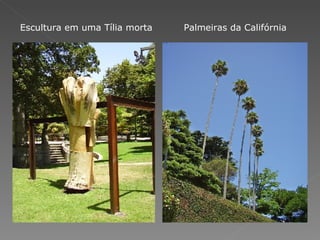Escultura em uma Tília morta  Palmeiras da Califórnia  