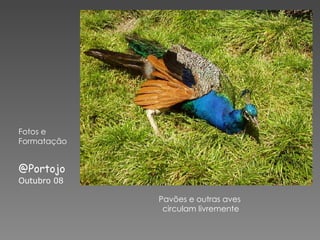 Pavões e outras aves  circulam livremente Fotos e  Formatação @Portojo Outubro 08 