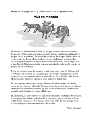 Responde las preguntas 17 y 18 de acuerdo con el siguiente texto:
Vivir en manada
EI lobo es un animal social. Vive en grupos, en ocasiones numerosos,
de más de 40 individuos o simplemente de una pareja. Lo habitual es
grupos de 10 miembros. Esta configuración se define por el tipo de caza,
en las regiones donde abundan los grandes herbívoros las manadas
están compuestas por un mayor número de miembros. Por ejemplo, en
la isla Royale (Canadá), donde la presa principal es el alce, lo común es
grupos de 15 ó 20 lobos.
Todos los miembros de la manada participan en la caza, la defensa del
territorio o el cuidado de las crías. La estructura es jerárquica y las
primacías se establecen mediante el combate. Es la ley del más fuerte.
El macho más fuerte es el guía y líder del resto del grupo.
En una manada existen dos rangos básicos, el de los machos y el de las
hembras. La hembra y el macho dominante son los únicos que se reproducen
y también los primeros en comer. No son extrañas las peleas dentro de la
manada para intentar arrebatar el liderato.
En ocasiones, se encuentran los denominados lobos solitarios. Suelen ser
jóvenes que han sido expulsados de la manada y vagan en busca de un
lugar donde instalarse. A menudo, en la búsqueda de una pareja y un
territorio propio, recorren enormes distancias.
Autor anónimo
 