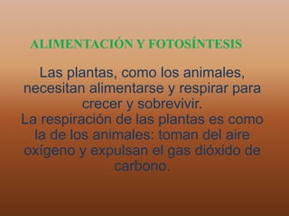 ALIMENTACIÓN Y FOTOSÍNTESIS
Las plantas, como los animales,
necesitan alimentarse y respirar para
crecer y sobrevivir.
La respiración de las plantas es como
la de los animales: toman del aire
oxígeno y expulsan el gas dióxido de
carbono.
 