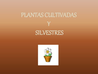 PLANTAS CULTIVADAS
Y
SILVESTRES
 