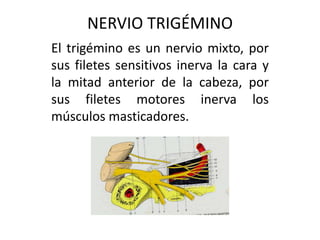 NERVIO TRIGÉMINO
El trigémino es un nervio mixto, por
sus filetes sensitivos inerva la cara y
la mitad anterior de la cabeza, por
sus filetes motores inerva los
músculos masticadores.
 