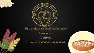 Universidad Central del Ecuador
Agronomia
Cultivos
Quinua (Chenopodium quinoa)
 