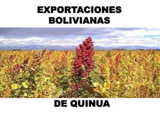 EXPORTACIONES
  BOLIVIANAS




  DE QUINUA
 