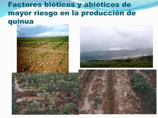 Factores bióticos y abióticos de
mayor riesgo en la producción de
quinua
 