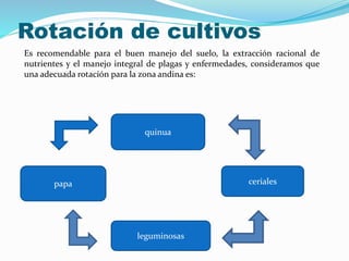 Rotación de cultivos
papa
Es recomendable para el buen manejo del suelo, la extracción racional de
nutrientes y el manejo integral de plagas y enfermedades, consideramos que
una adecuada rotación para la zona andina es:
quinua
ceriales
leguminosas
 