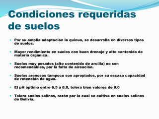 Condiciones requeridas
de suelos
 Por su amplia adaptación la quinua, se desarrolla en diversos tipos
de suelos.
 Mayor rendimiento en suelos con buen drenaje y alto contenido de
materia orgánica.
 Suelos muy pesados (alto contenido de arcilla) no son
recomendables, por la falta de aireación.
 Suelos arenosos tampoco son apropiados, por su escasa capacidad
de retención de agua.
 El pH óptimo entre 6.5 a 8.0, tolera bien valores de 9.0
 Tolera suelos salinos, razón por la cual se cultiva en suelos salinos
de Bolivia.
 