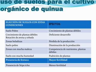 uso de suelos para el cultivo
orgánico de quinua
ELECCIÓN DE SUELOS CON ESTAS
CONDICIONES EFECTOS
Suelo Pobre Crecimiento de plantas débiles
Crecimiento de plantas débiles
Rotación de avena y cebada
Deficiente desarrollo
Zonas heladizas Pérdida de la producción
Suelo pobre Disminución de la producción
Zonas con mucha maleza Competencia de nutrientes, plantas
débiles
Suelo con mucha humedad Pudrición de plantas
Suelos oscuros Mayor fertilidad
Presencia de festuca Mayor fertilidad
Presencia de Stipa ichu Menor fertilidad
 