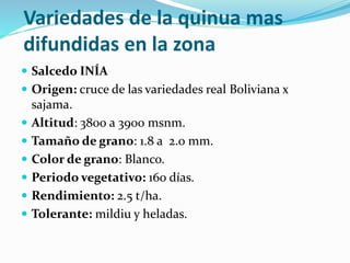 Variedades de la quinua mas
difundidas en la zona
 Salcedo INÍA
 Origen: cruce de las variedades real Boliviana x
sajama.
 Altitud: 3800 a 3900 msnm.
 Tamaño de grano: 1.8 a 2.0 mm.
 Color de grano: Blanco.
 Periodo vegetativo: 160 días.
 Rendimiento: 2.5 t/ha.
 Tolerante: mildiu y heladas.
 