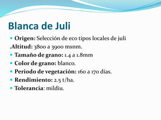 Blanca de Juli
 Origen: Selección de eco tipos locales de juli
.Altitud: 3800 a 3900 msnm.
 Tamaño de grano: 1.4 a 1.8mm
 Color de grano: blanco.
 Periodo de vegetación: 160 a 170 días.
 Rendimiento: 2.5 t/ha.
 Tolerancia: mildiu.
 