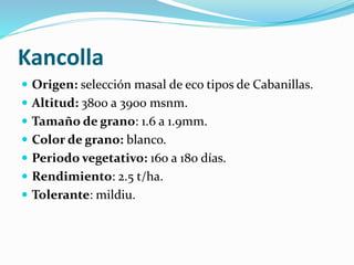 Kancolla
 Origen: selección masal de eco tipos de Cabanillas.
 Altitud: 3800 a 3900 msnm.
 Tamaño de grano: 1.6 a 1.9mm.
 Color de grano: blanco.
 Periodo vegetativo: 160 a 180 días.
 Rendimiento: 2.5 t/ha.
 Tolerante: mildiu.
 