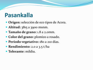 Pasankalla
 Origen: selección de eco tipos de Acora.
 Altitud: 3815 a 3900 msnm.
 Tamaño de grano: 1.8 a 2.0mm.
 Color del grano: plomizo a rosado.
 Periodo vegetativo: 180 a 210 días.
 Rendimiento: 2.0 a 3.5 t/ha
 Tolerante: mildiu.
 