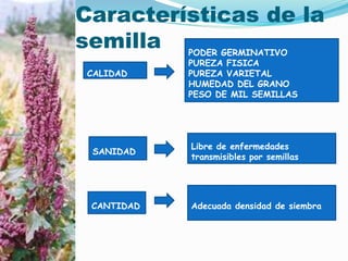 Características de la
semilla
CALIDAD
SANIDAD
CANTIDAD
PODER GERMINATIVO
PUREZA FISICA
PUREZA VARIETAL
HUMEDAD DEL GRANO
PESO DE MIL SEMILLAS
Libre de enfermedades
transmisibles por semillas
Adecuada densidad de siembra
 