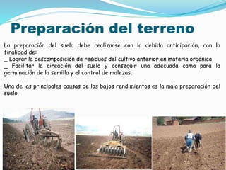 Preparación del terreno
La preparación del suelo debe realizarse con la debida anticipación, con la
finalidad de:
_ Lograr la descomposición de residuos del cultivo anterior en materia orgánica
_ Facilitar la aireación del suelo y conseguir una adecuada cama para la
germinación de la semilla y el control de malezas.
Una de las principales causas de los bajos rendimientos es la mala preparación del
suelo.
 