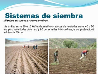 Sistemas de siembra
Siembra en surcos a chorro continuo
Se utiliza entre 10 a 15 kg/ha de semilla en surcos distanciados entre 40 a 50
cm para variedades de altura y 80 cm en valles interandinos, a una profundidad
mínima de 15 cm.
 