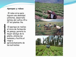 Labores
culturales
Aporques y raleos
El raleo sirve para
lograra una densidad
uniforme, desarrollo
óptimo del cultivo 25 a
27 mil plantas /ha
El aporque se realiza
al inicio de formación
de panoja, permite le
mejor anclaje de la
planta, elimina las
malezas y facilita el
riego y
aprovechamiento de
los nutrientes
 