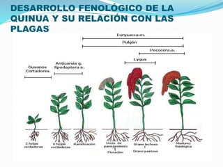 DESARROLLO FENOLÓGICO DE LA
QUINUA Y SU RELACIÓN CON LAS
PLAGAS
 