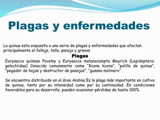 Plagas y enfermedades
La quinua esta expuesta a una serie de plagas y enfermedades que afectan
principalmente el follaje, tallo, panoja y granos
Plagas
Eurysacca quinoae Povolny y Eurysacca melanocampta Meyrick (Lepidoptera:
gelechiidae) Conocida comunmente como “Kcona kcona”, “polilla de quinua”,
“pegador de hojas y destructor de panojas”, “gusano molinero” .
Se encuentra distribuido en el área Andina Es la plaga más importante en cultivo
de quinua, tanto por su intensidad como por su continuidad. En condiciones
favorables para su desarrollo, pueden ocasionar pérdidas de hasta 100%.
 