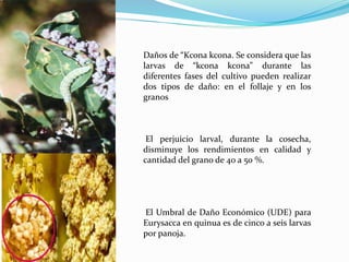 Daños de “Kcona kcona. Se considera que las
larvas de “kcona kcona” durante las
diferentes fases del cultivo pueden realizar
dos tipos de daño: en el follaje y en los
granos
El perjuicio larval, durante la cosecha,
disminuye los rendimientos en calidad y
cantidad del grano de 40 a 50 %.
El Umbral de Daño Económico (UDE) para
Eurysacca en quinua es de cinco a seis larvas
por panoja.
 