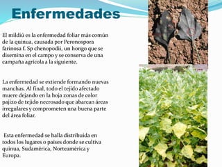 Enfermedades
El mildiú es la enfermedad foliar más común
de la quinua, causada por Peronospora
farinosa f. Sp chenopodii, un hongo que se
disemina en el campo y se conserva de una
campaña agrícola a la siguiente.
La enfermedad se extiende formando nuevas
manchas. Al final, todo el tejido afectado
muere dejando en la hoja zonas de color
pajizo de tejido necrosado que abarcan áreas
irregulares y comprometen una buena parte
del área foliar.
Esta enfermedad se halla distribuida en
todos los lugares o países donde se cultiva
quinua, Sudamérica, Norteamérica y
Europa.
 