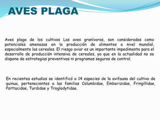 AVES PLAGA
Aves plaga de los cultivos Las aves granívoras, son consideradas como
potenciales amenazas en la producción de alimentos a nivel mundial,
especialmente los cereales. El riesgo aviar es un importante impedimento para el
desarrollo de producción intensiva de cereales, ya que en la actualidad no se
dispone de estrategias preventivas ni programas seguros de control.
En recientes estudios se identificó a 14 especies de la avifauna del cultivo de
quinua, pertenecientes a las familias Columbidae, Emberizidae, Fringillidae,
Psittacidae, Turdidae y Troglodytidae.
 