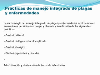 Prácticas de manejo integrado de plagas
y enfermedades
La metodología del manejo integrado de plagas y enfermedades está basada en
evaluaciones periódicas en campo y almacén y la aplicación de las siguientes
prácticas:
- Control cultural
- Control biológico natural y aplicado
- Control etológico
- Plantas repelentes y biocidas
-
Identificación y destrucción de focos de infestación
 