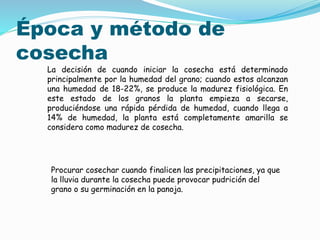 Época y método de
cosecha
La decisión de cuando iniciar la cosecha está determinado
principalmente por la humedad del grano; cuando estos alcanzan
una humedad de 18-22%, se produce la madurez fisiológica. En
este estado de los granos la planta empieza a secarse,
produciéndose una rápida pérdida de humedad, cuando llega a
14% de humedad, la planta está completamente amarilla se
considera como madurez de cosecha.
Procurar cosechar cuando finalicen las precipitaciones, ya que
la lluvia durante la cosecha puede provocar pudrición del
grano o su germinación en la panoja.
 