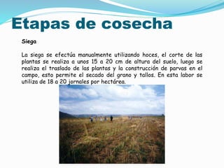 Etapas de cosecha
Siega
La siega se efectúa manualmente utilizando hoces, el corte de las
plantas se realiza a unos 15 a 20 cm de altura del suelo, luego se
realiza el traslado de las plantas y la construcción de parvas en el
campo, esto permite el secado del grano y tallos. En esta labor se
utiliza de 18 a 20 jornales por hectárea.
 