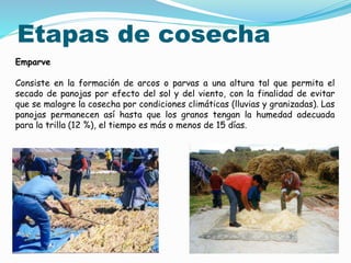 Etapas de cosecha
Emparve
Consiste en la formación de arcos o parvas a una altura tal que permita el
secado de panojas por efecto del sol y del viento, con la finalidad de evitar
que se malogre la cosecha por condiciones climáticas (lluvias y granizadas). Las
panojas permanecen así hasta que los granos tengan la humedad adecuada
para la trilla (12 %), el tiempo es más o menos de 15 días.
 