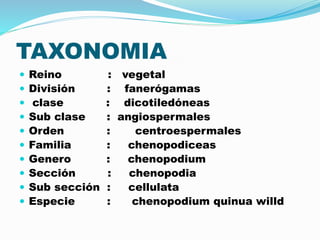 TAXONOMIA
 Reino : vegetal
 División : fanerógamas
 clase : dicotiledóneas
 Sub clase : angiospermales
 Orden : centroespermales
 Familia : chenopodiceas
 Genero : chenopodium
 Sección : chenopodia
 Sub sección : cellulata
 Especie : chenopodium quinua willd
 