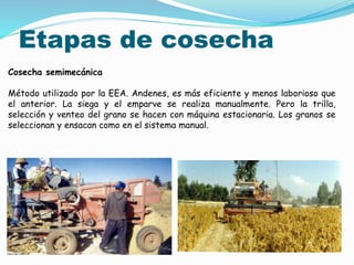 Etapas de cosecha
Cosecha semimecánica
Método utilizado por la EEA. Andenes, es más eficiente y menos laborioso que
el anterior. La siega y el emparve se realiza manualmente. Pero la trilla,
selección y venteo del grano se hacen con máquina estacionaria. Los granos se
seleccionan y ensacan como en el sistema manual.
 