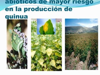 abióticos de mayor riesgo
en la producción de
quinua
 
