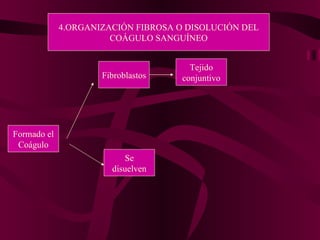 4.ORGANIZACIÓN FIBROSA O DISOLUCIÓN DEL COÁGULO SANGUÍNEO Formado el Coágulo Fibroblastos Tejido conjuntivo Se disuelven 