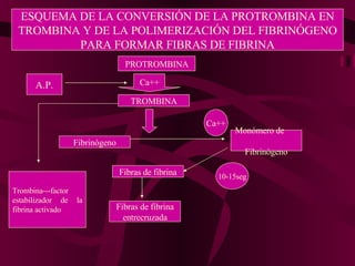 ESQUEMA DE LA CONVERSIÓN DE LA PROTROMBINA EN TROMBINA Y DE LA POLIMERIZACIÓN DEL FIBRINÓGENO PARA FORMAR FIBRAS DE FIBRINA PROTROMBINA Ca++ TROMBINA Fibrinógeno Monómero de  Fibrinógeno Ca++ Fibras de fibrina A.P. Fibras de fibrina entrecruzada 10-15seg Trombina---factor estabilizador de la fibrina activado 