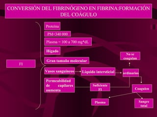 CONVERSIÓN DEL FIBRINÓGENO EN FIBRINA:FORMACIÓN DEL COÁGULO FI Proteína PM=340 000 Plasma = 100 a 700 mg*dL  Hígado Gran tamaño molecular Vasos sanguíneos Líquido intersticial ordinarios No se coagulan Permeabilidad de capilares aumenta Coagulen Suficiente FI Plasma Sangre total 