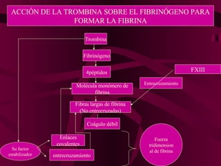 ACCIÓN DE LA TROMBINA SOBRE EL FIBRINÓGENO PARA FORMAR LA FIBRINA Trombina Fibrinógeno 4péptidos Molécula monómero de fibrina Fibras largas de fibrina (No entrecruzadas) Coágulo débil Su factor estabilizador Enlaces covalentes entrecruzamiento Fuerza tridimensional de fibrina FXIII Entrecruzamiento 