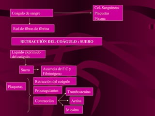 Coágulo de sangre Red de fibras de fibrina Cel. Sanguíneas Plaquetas Plasma RETRACCIÓN DEL COÁGULO : SUERO Líquido exprimido del coágulo  Suero Ausencia de F.C y Fibrinógeno Plaquetas Retracción del coágulo Procoagulantes Contracción Miosina Actina Trombostenina 