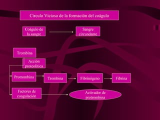 Circulo Vicioso de la formación del coágulo Coágulo de la sangre Sangre circundante Trombina Acción proteolítica Fibrinógeno Protrombina Trombina Factores de coagulación Activador de protrombina Fibrina 