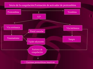 Protrombina  Trombina A.P. Vía extrínseca Vía intrínseca Traumatismo Pared vascular Tejido adyacente Sangre Factores de coagulación > Enzimas proteolíticas inactivas Inicio de la coagulación:Formación de activador de protrombina 