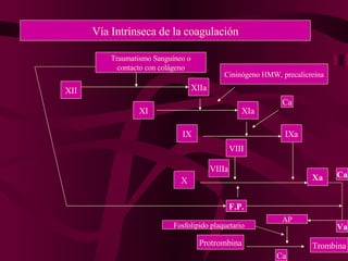 Vía Intrínseca de la coagulación Traumatismo Sanguíneo o contacto con colágeno XII XIIa XI XIa Cininógeno HMW, precalicreína IX IXa Ca VIII VIIIa X Xa AP Trombina Protrombina Ca Fosfolipido plaquetario Va F.P. Ca 