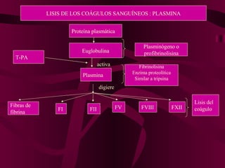 LISIS DE LOS COÁGULOS SANGUÍNEOS : PLASMINA Proteína plasmática Euglobulina Plasminógeno o profibrinolisina Plasmina Fibrinolisina Enzima proteolítica Similar a tripsina activa digiere Fibras de fibrina FI FII FV FVIII FXII Lisis del coágulo T-PA  