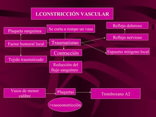 1.CONSTRICCIÓN VASCULAR Se corta o rompe un vaso Traumatismo Contracción Reducción del flujo sanguíneo  Reflejo nervioso Espasmo miógeno local Factor humoral local Tejido traumatizado Plaqueta sanguínea Reflejo doloroso Vasos de menor calibre Plaquetas >vasoconstricción Tromboxano A2 