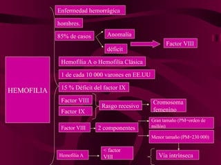 HEMOFILIA Enfermedad hemorrágica hombres. 85% de casos Anomalía déficit Factor VIII Hemofilia A o Hemofilia Clásica 1 de cada 10 000 varones en EE.UU  15 % Déficit del factor IX Factor IX Factor VIII Rasgo recesivo Cromosoma femenino Factor VIII 2 componentes Gran tamaño (PM=orden de millón) Menor tamaño (PM=230 000) Vía intrínseca Hemofilia A < factor VIII 