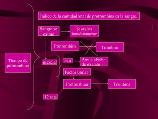 Tiempo de protrombina Índice de la cantidad total de protrombina en la sangre. Sangre se extrae Se oxalata inmediatamente Protrombina Trombina mezcla >Ca Factor tisular Anula efecto de oxalato Protrombina Trombina 12 seg. 